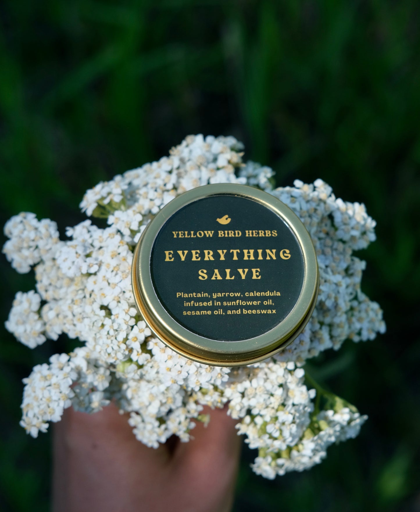 Everything Salve